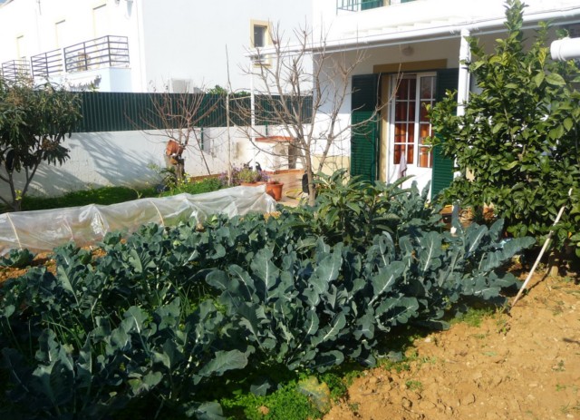 Vegetable garden