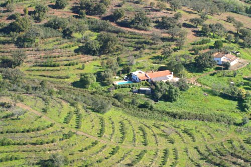 3 properties on a large plot with plantation of Cork and Pine trees